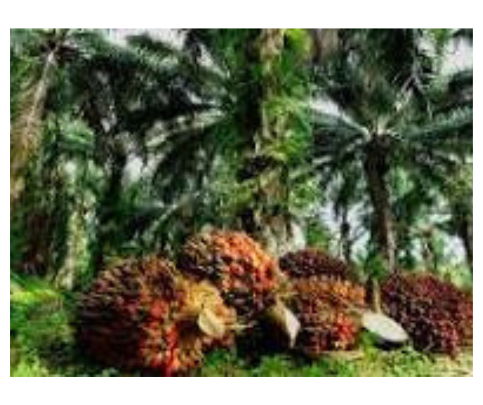 desain tanpa judul (10)