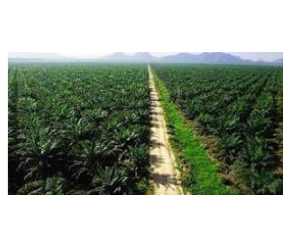 desain tanpa judul (11)