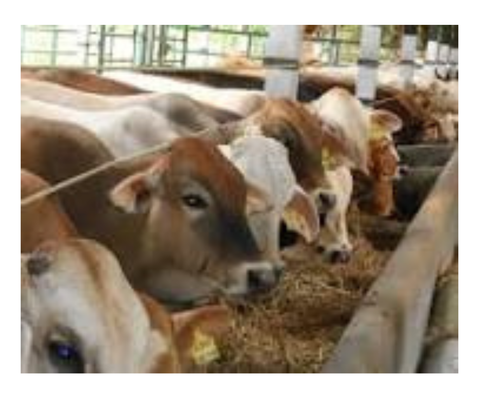 desain tanpa judul (12)