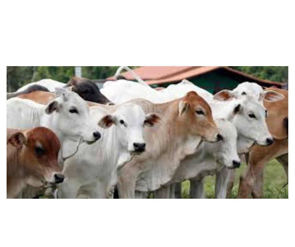 desain tanpa judul (13)