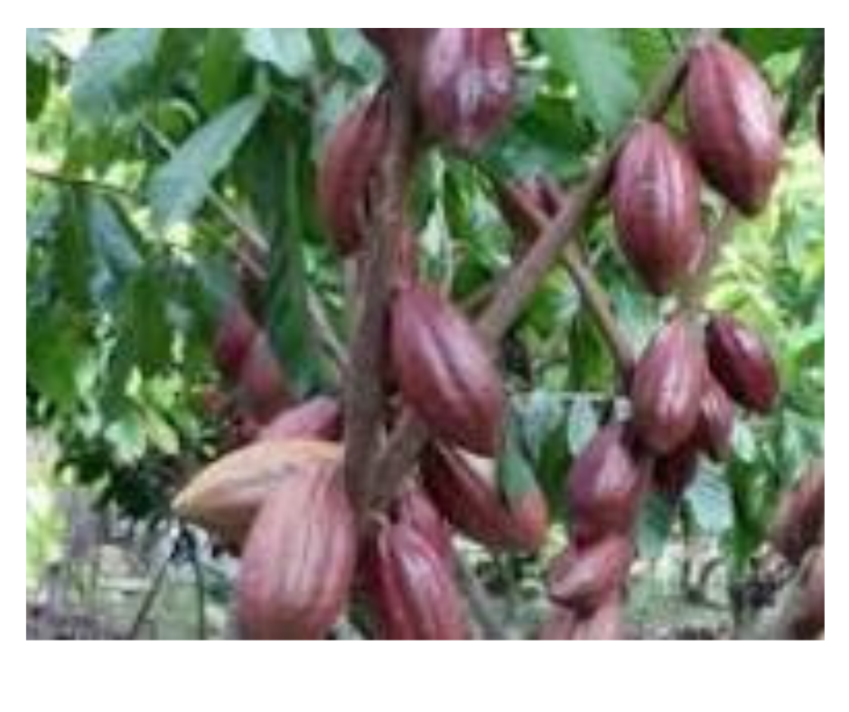 desain tanpa judul (9)